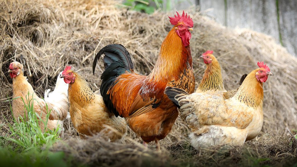 The 15 Best Chicken Breeds for Laying Eggs