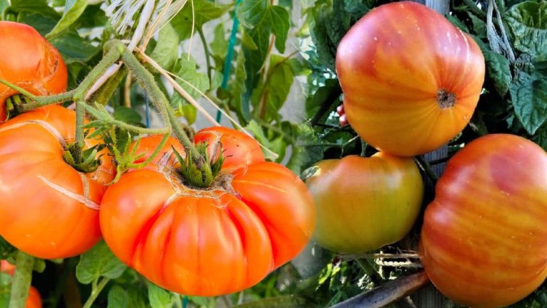 Best of Pineapple Tomato: A Tropical Twist in the Tomato Patch!