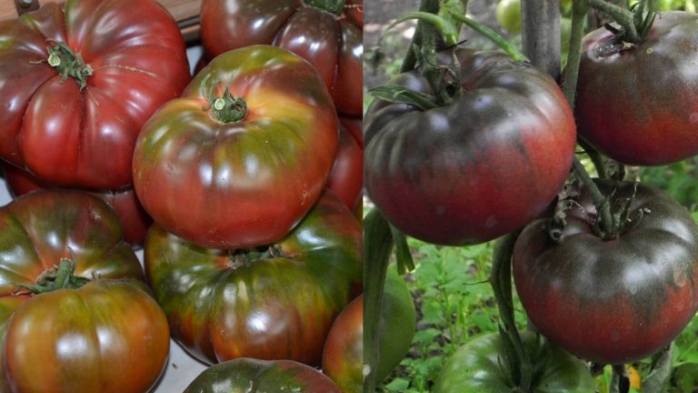 Black Krim tomato