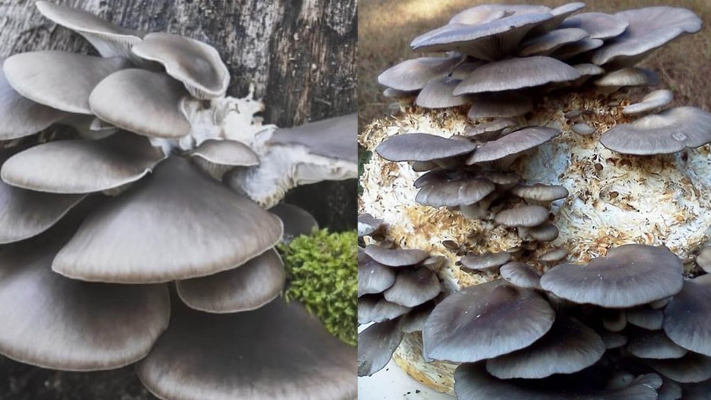 Blue Oyster Mushrooms, How to Grow and Nutritional Value