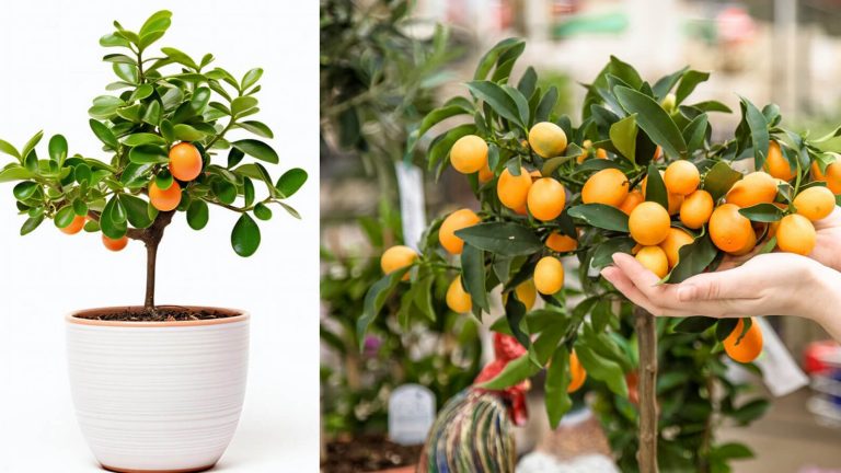 Bonsai Orange Tree, How to grow and care for them