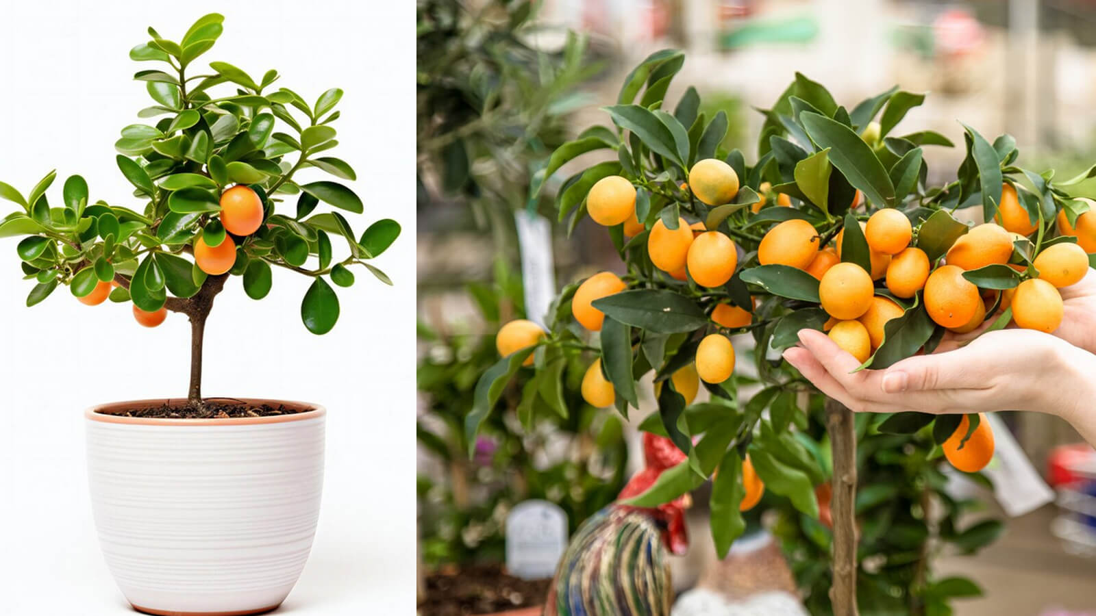 Bonsai Orange Tree, How to grow and care for them - Agri Innovation Hub