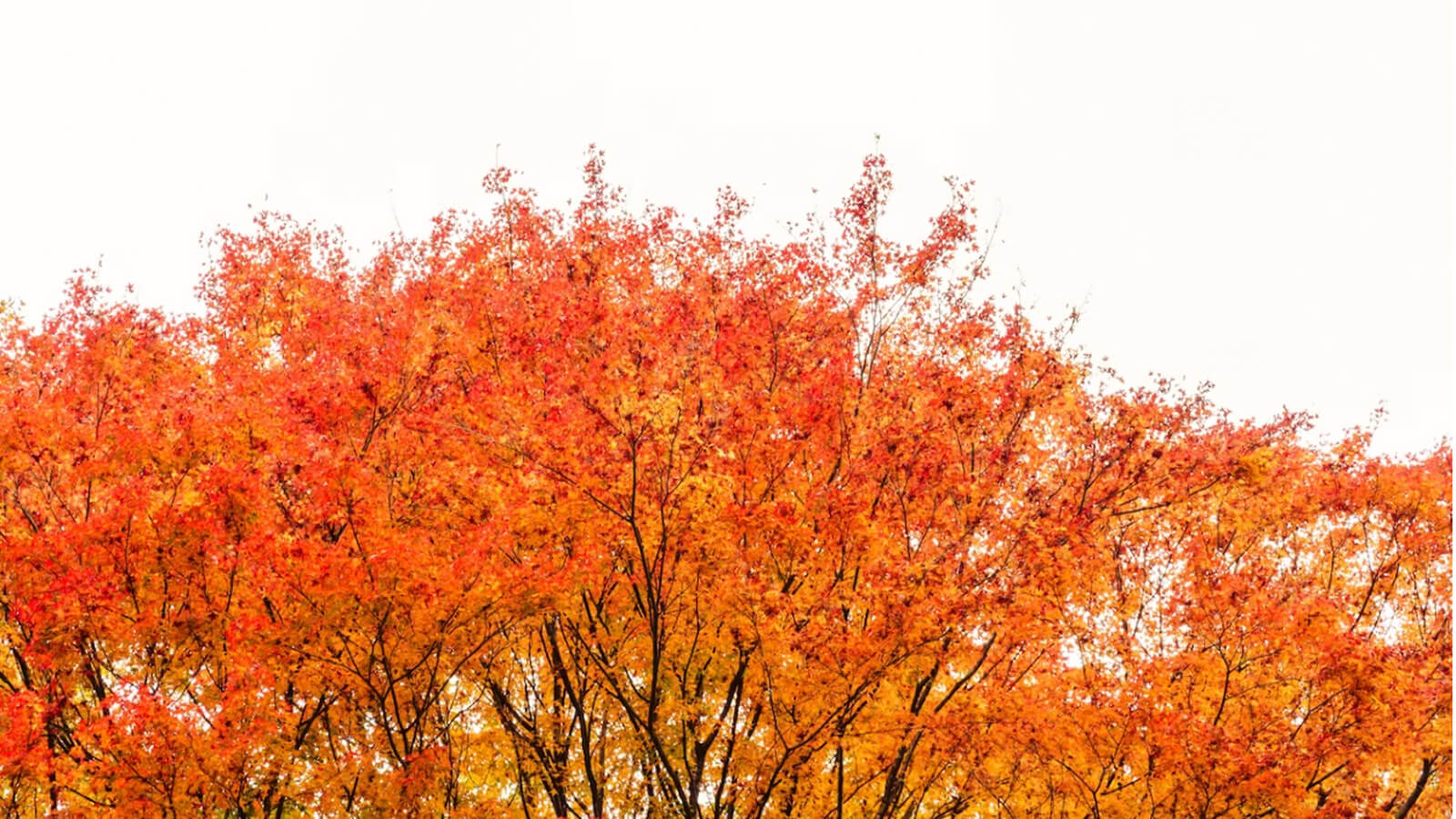 Chinese Maple Tree Agri Innovation Hub