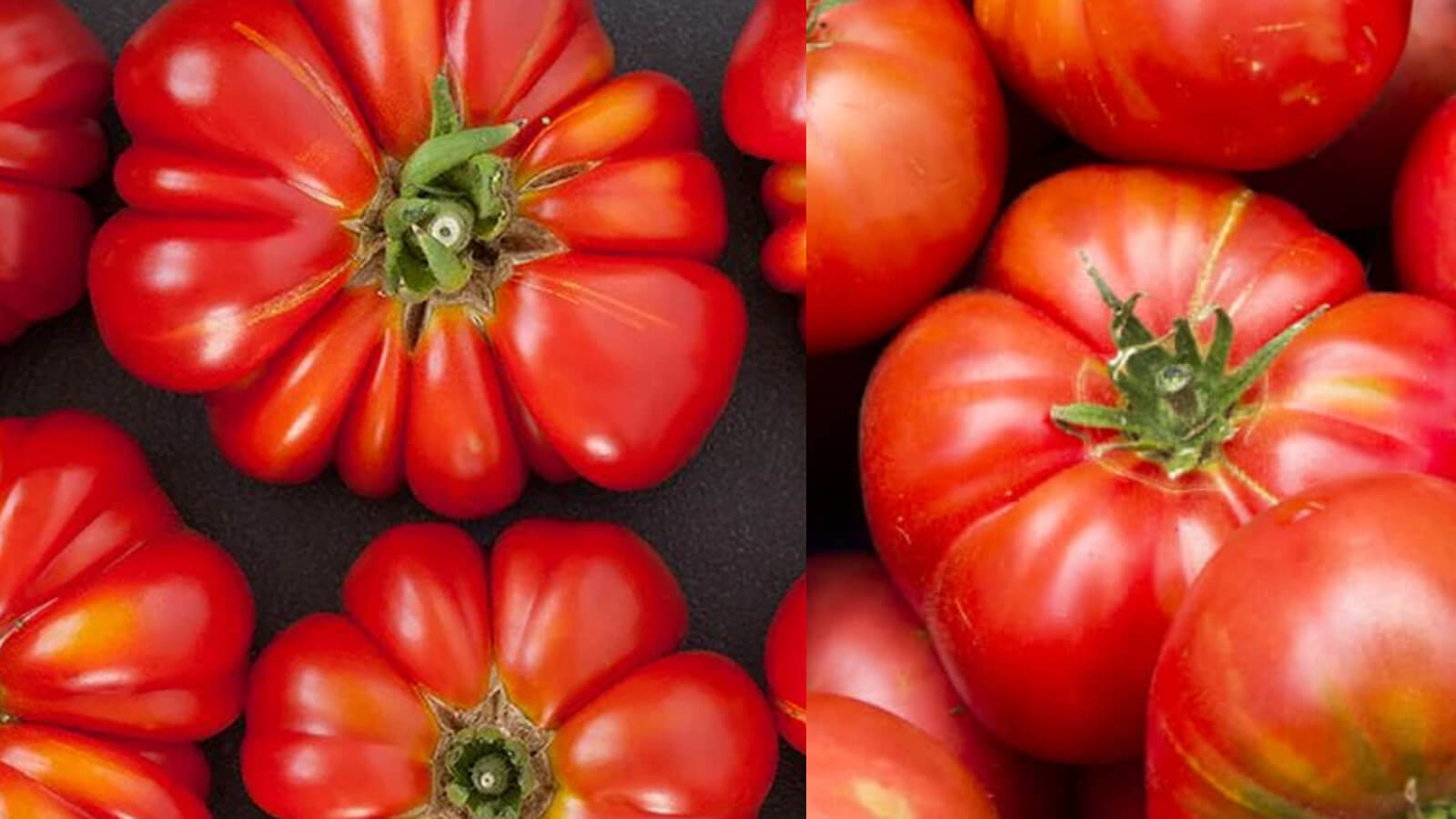 German Johnson Tomato, How To Grow Them Agri Innovation Hub