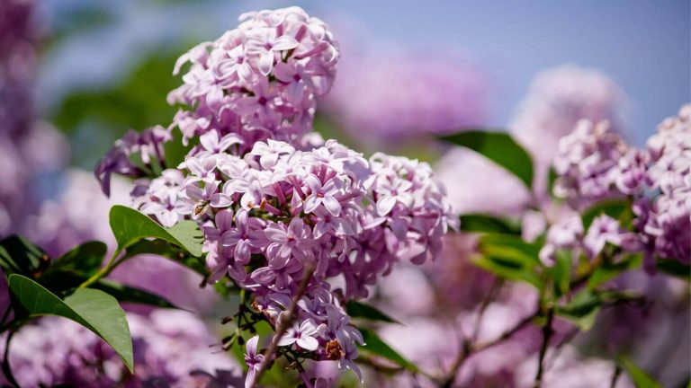 Hydrangea Tree