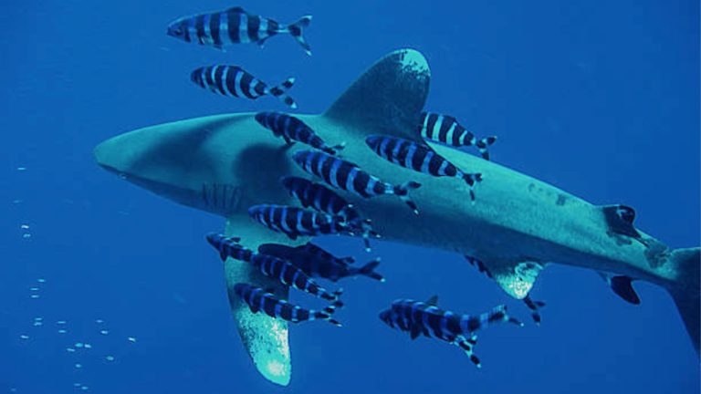 Pilot fish, a Tiny fish With Huge Shark friends