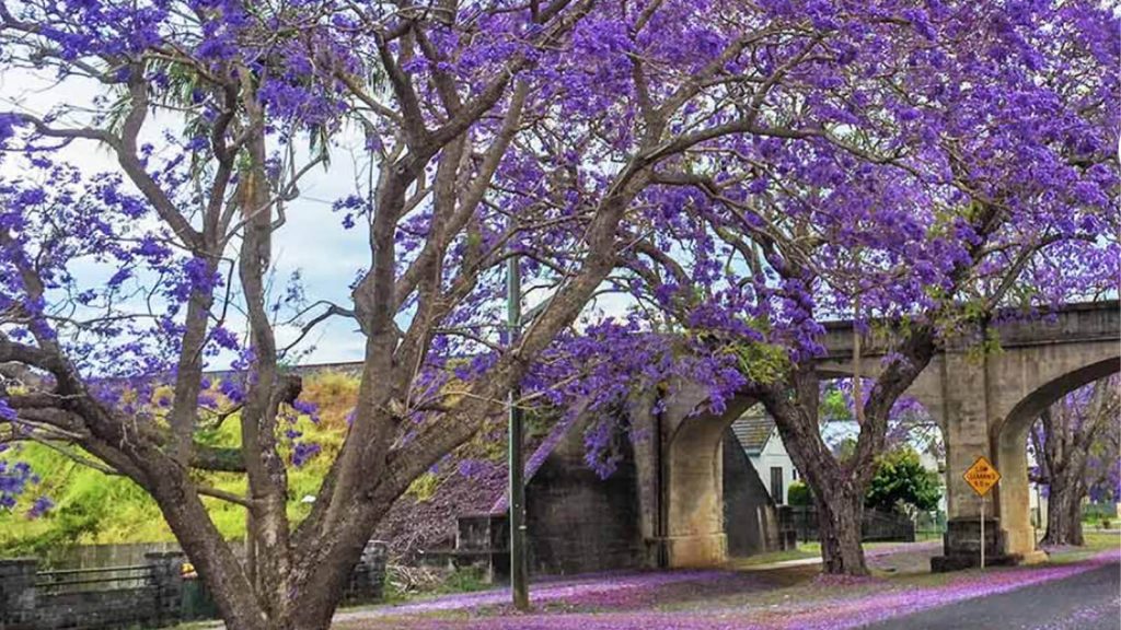 Purple Flowering Trees