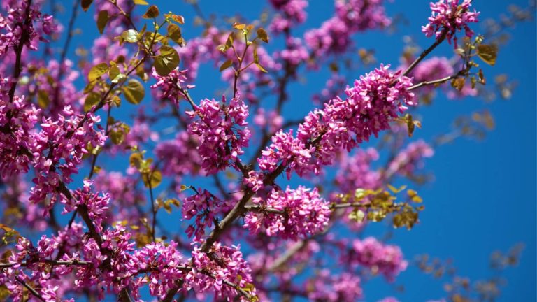 Texas Redbud Tree