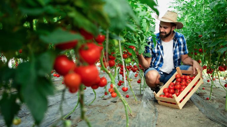 Tomato Planters