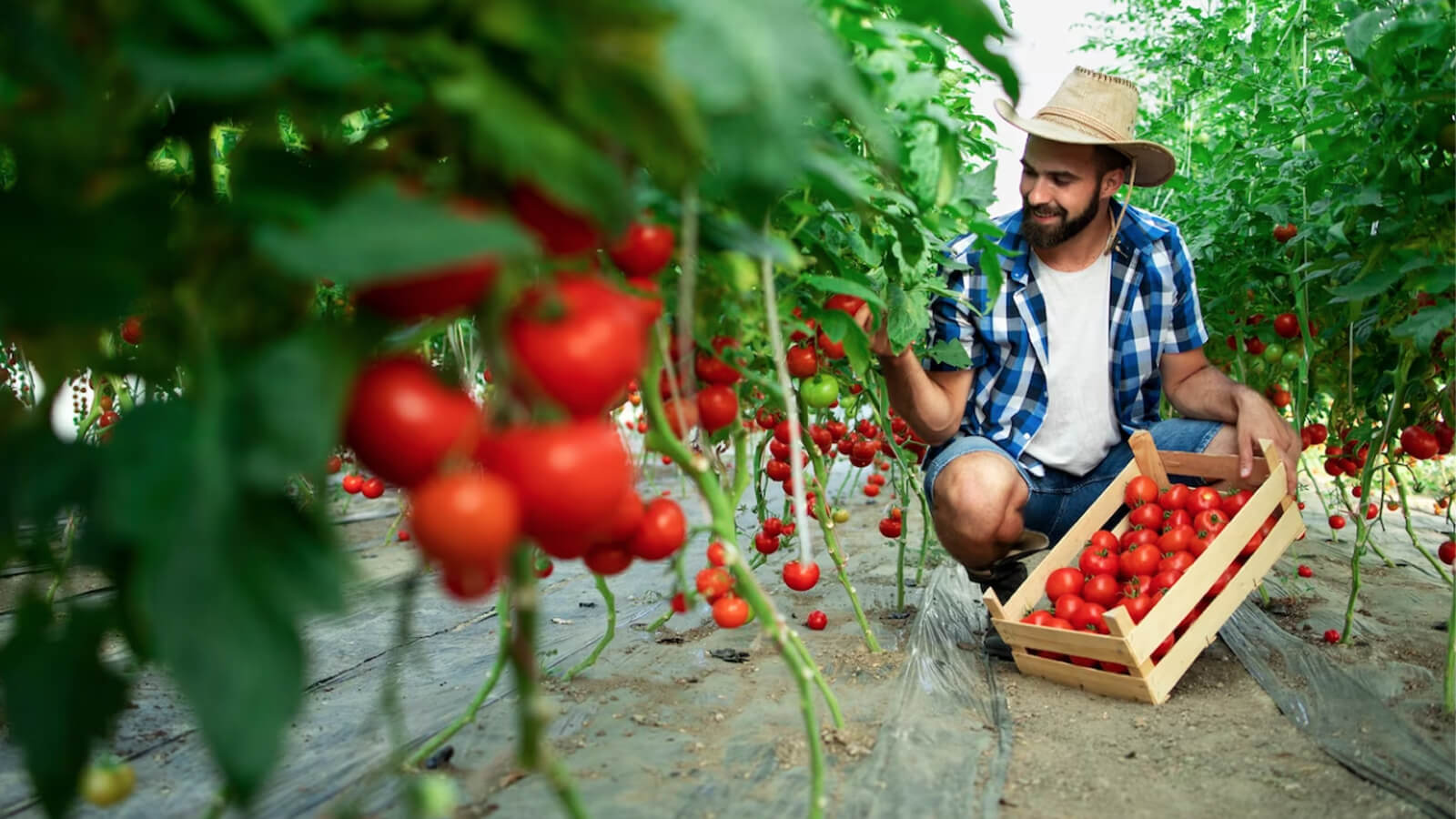 Tomato Planters, A Comprehensive Guide for Success - Agri Innovation Hub