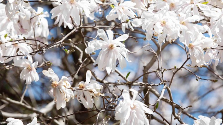 Trees with white flowers