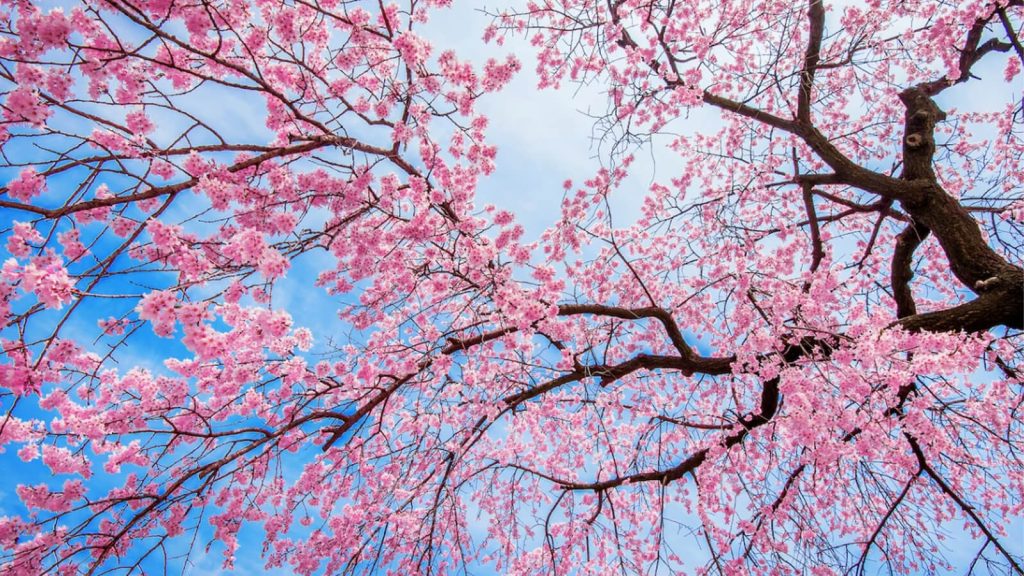 pink flowering trees
