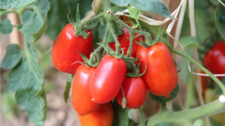 Determinate tomato varieties