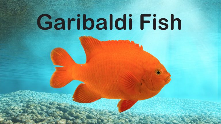 Garibaldi Fish