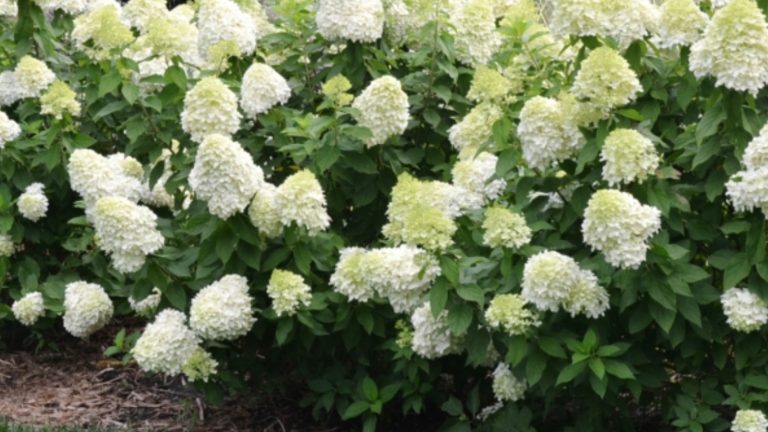 Limelight Hydrangea