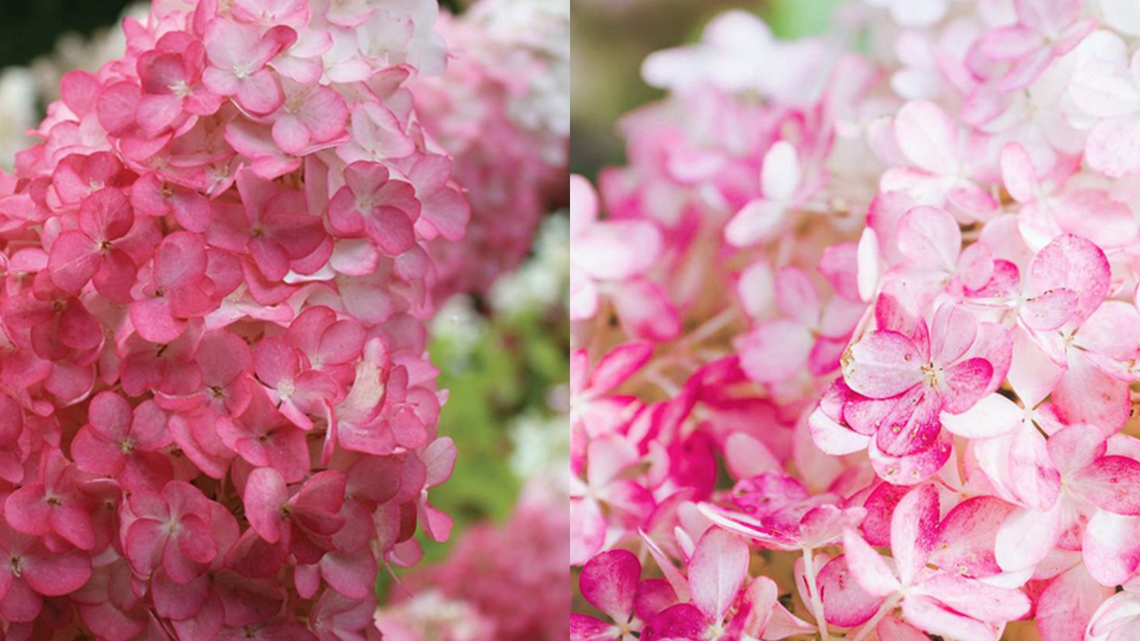 Vanilla Strawberry Hydrangea, How To Plant And Care For Them - Agri ...