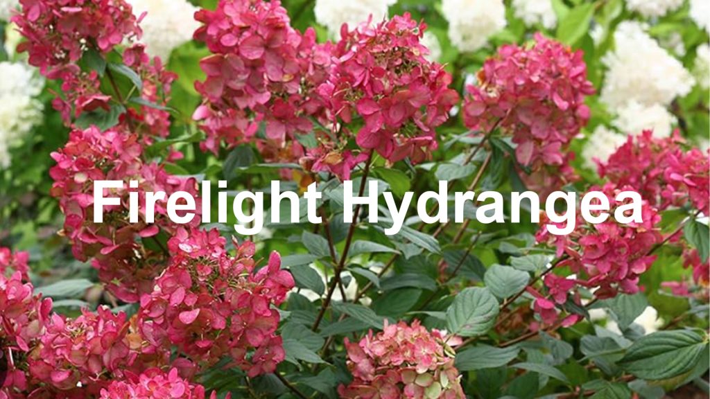 Firelight hydrangea