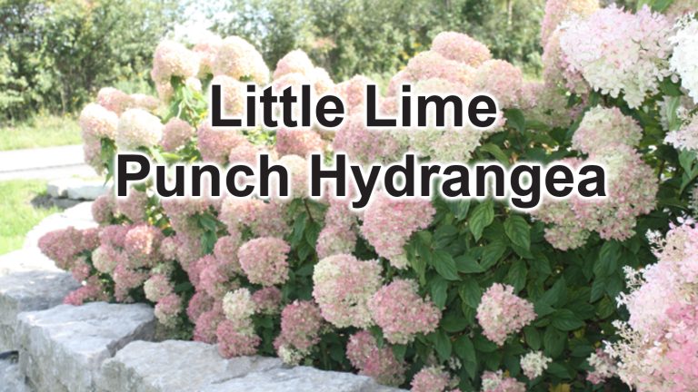 Little Lime Punch Hydrangea