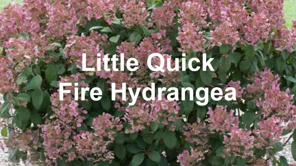 Little Quick Fire Hydrangea