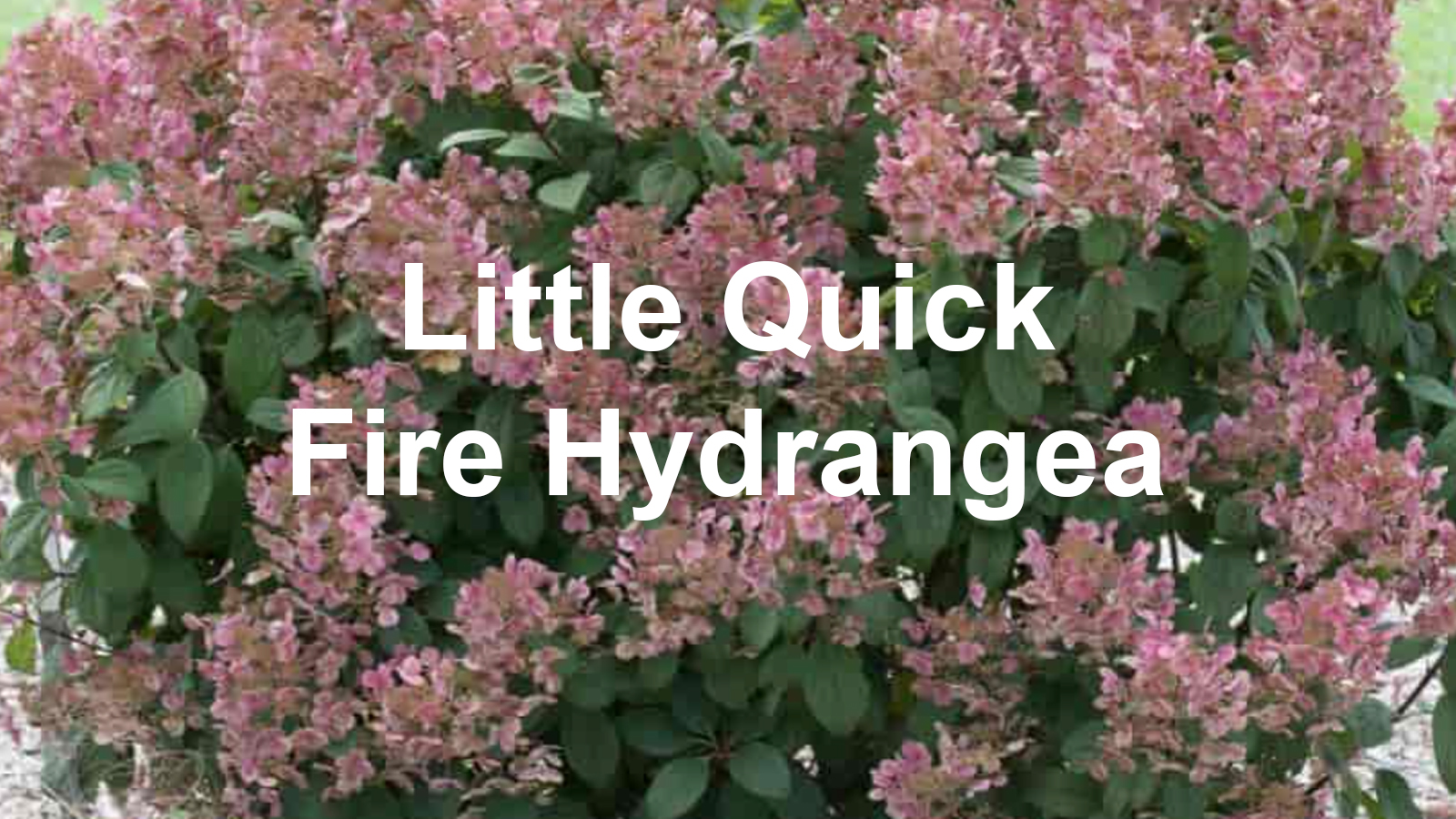 Little Quick Fire Hydrangea, How to Grow And Care For Them Agri