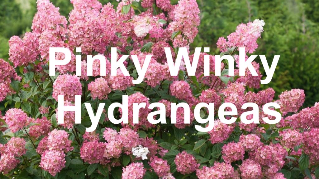 Pinky Winky Hydrangeas