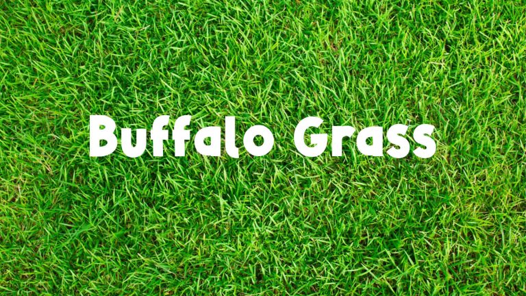 Buffalo Grass