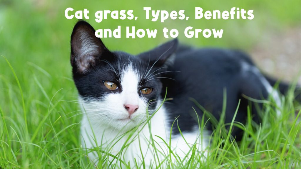 Cat grass, Types, Benefits and How to Grow
