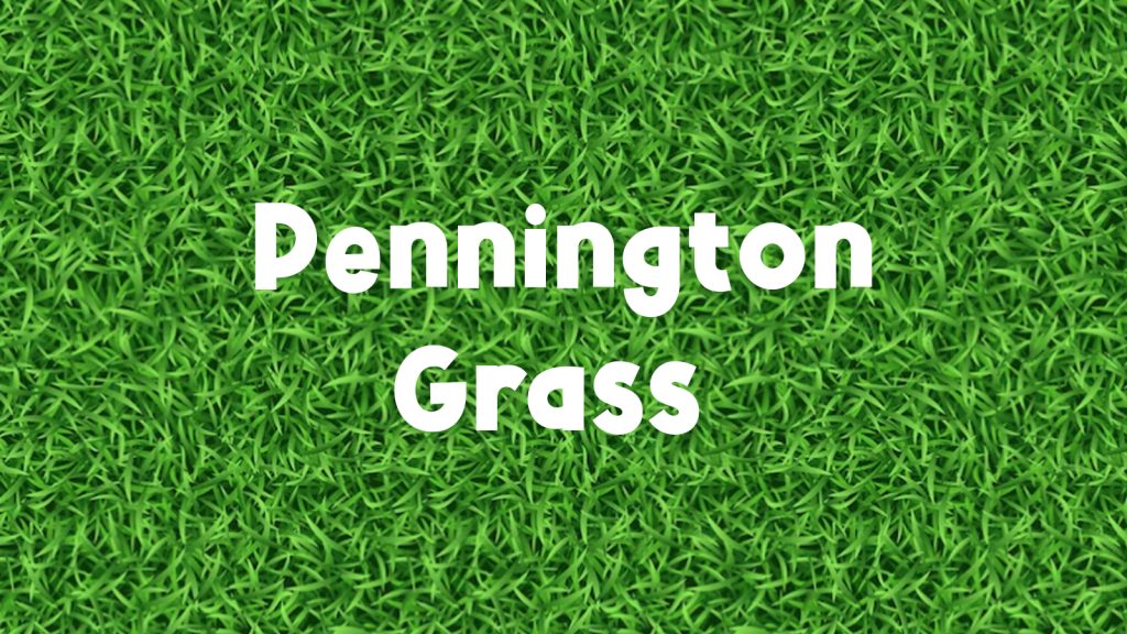 Pennington Grass