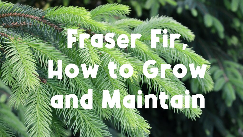 Fraser Fir, How to Grow and Maintain