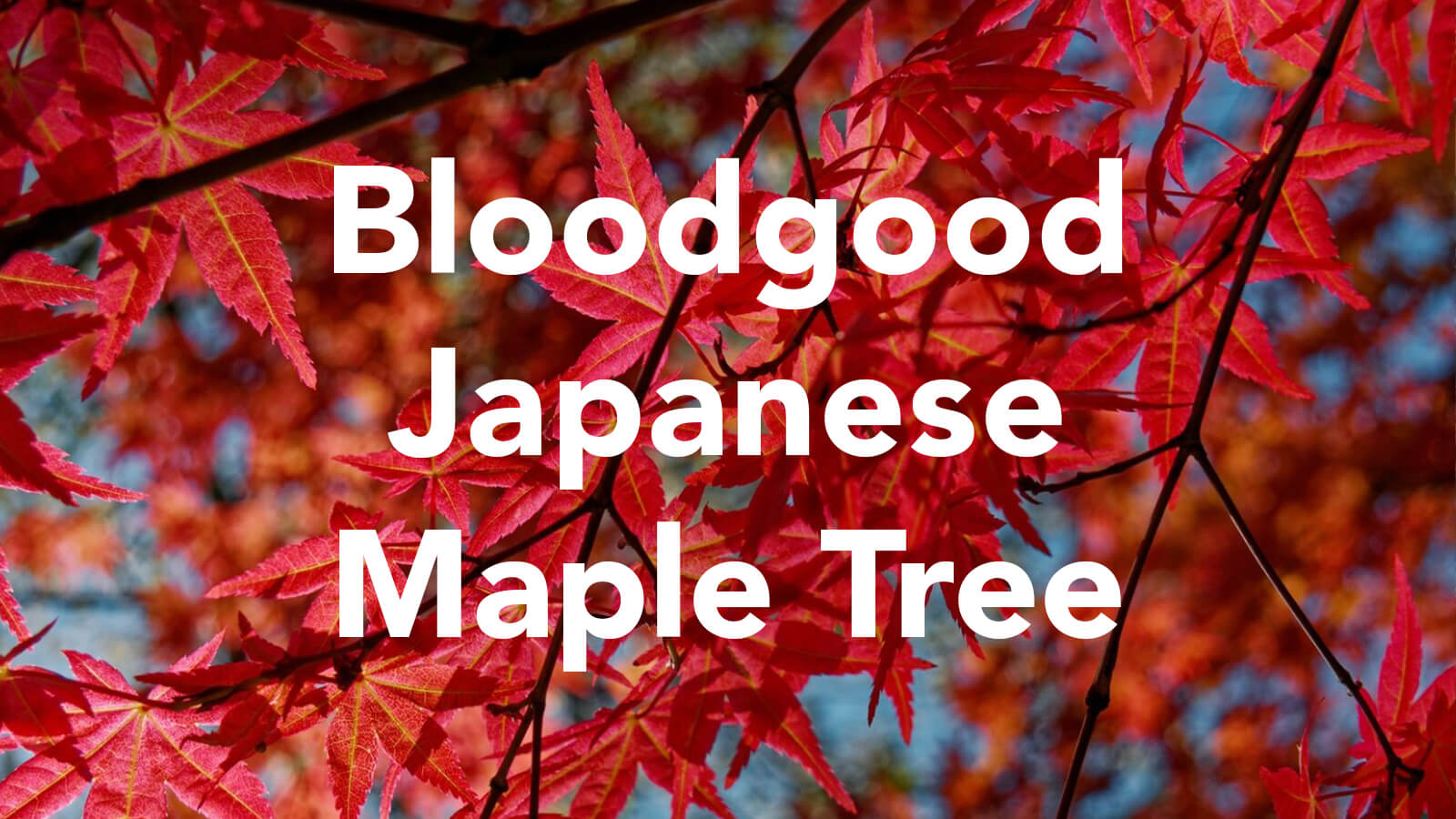 Bloodgood Japanese Maple Tree, How to Grow and Care - Agri Innovation Hub