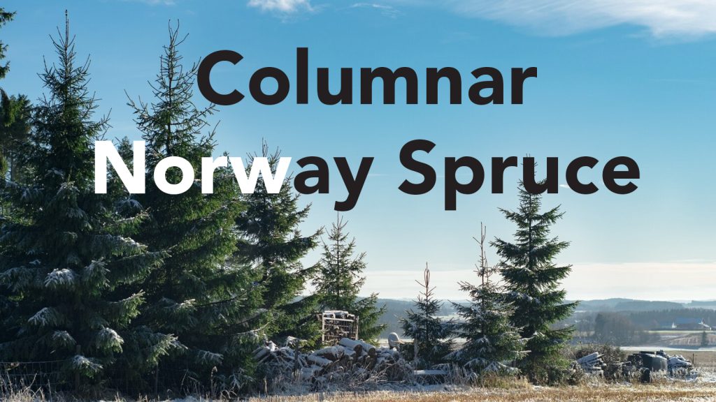 Columnar Norway Spruce