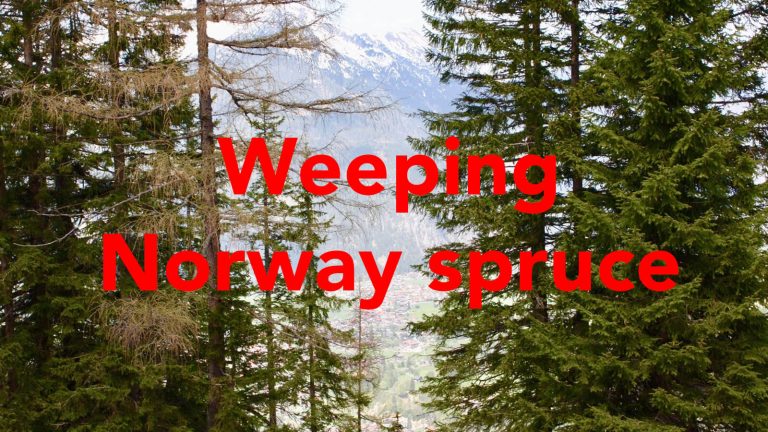 Weeping Norway spruce