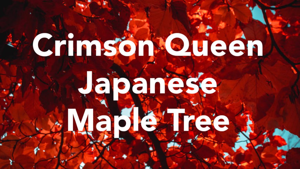 Crimson Queen Japanese Maple Tree