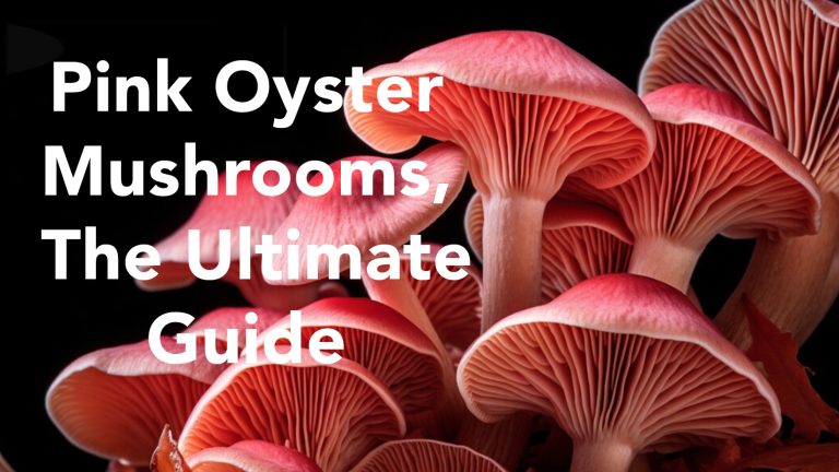 Pink Oyster Mushrooms, The Ultimate Guide