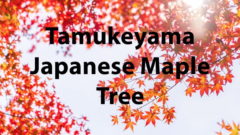 Tamukeyama Japanese Maple Tree