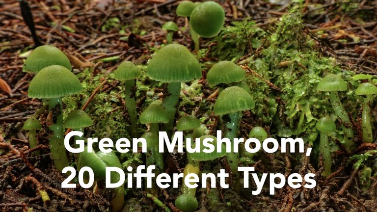Green Mushroom, 20 Different Types