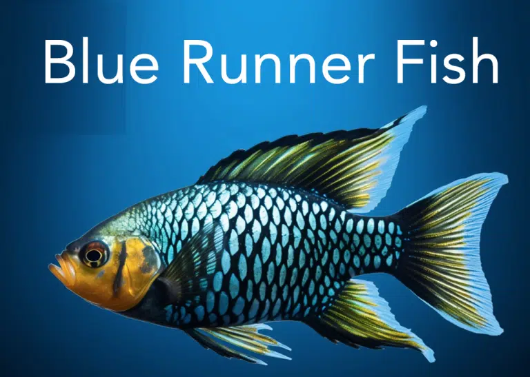 Blue Runner Fish, Everything You Need To Know