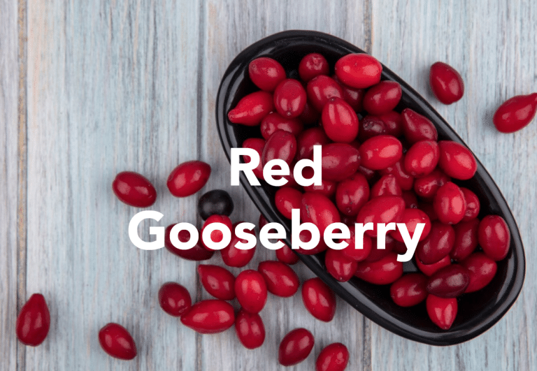 Red Gooseberry
