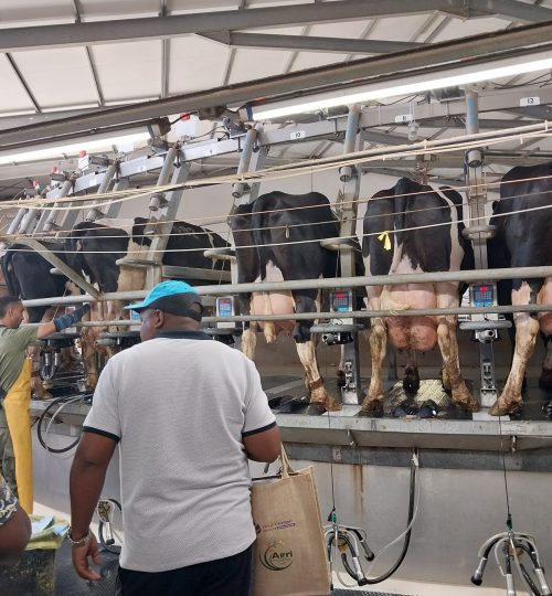 Inside a 60 rotter milking parlour